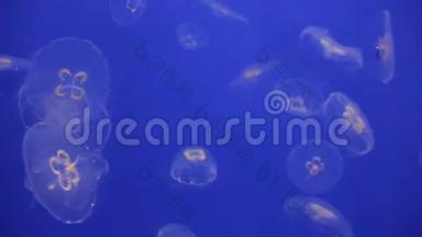 水母海月生物发光漂浮在水下